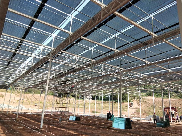 Causes and Prevention of Acute Shrinkage of Greenhouse Vegetables