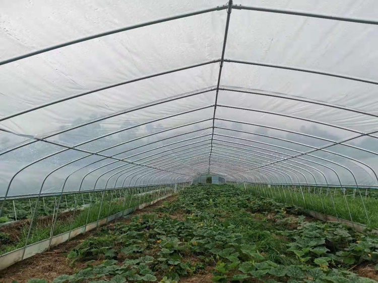 vegetables in greenhouses vegetables in greenhouses
